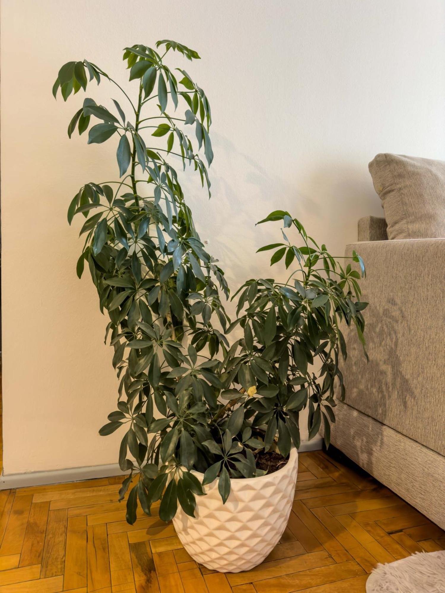Departamento En Peatonal Mendoza Apartman Kültér fotó